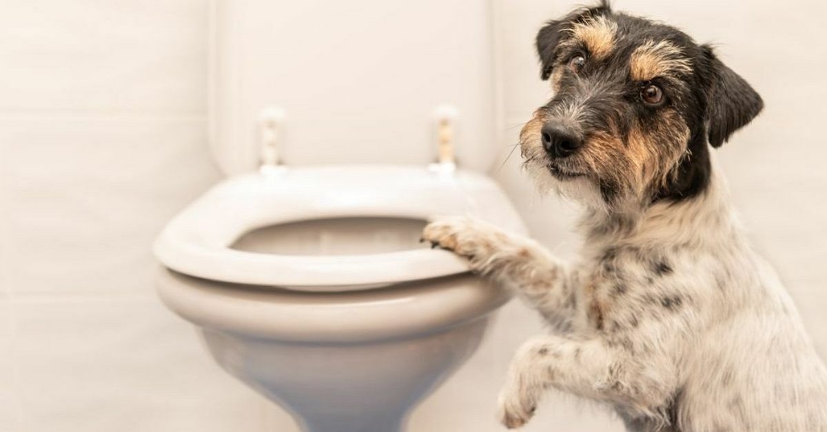 Perché il cane lecca la tavolozza del water?