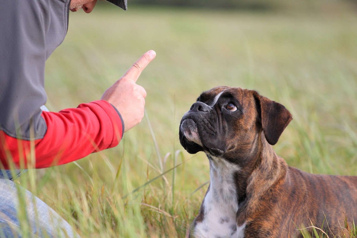 Boxer nell'erba secca