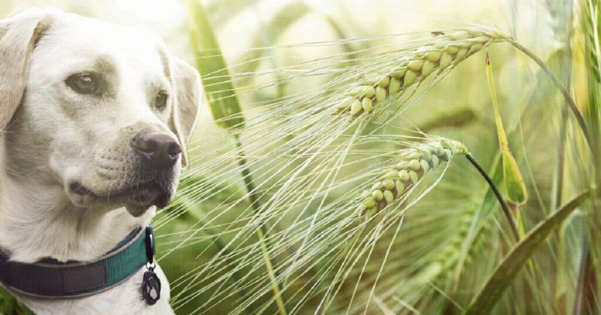 Cane a passeggio nell’erba secca: tutti i possibili rischi