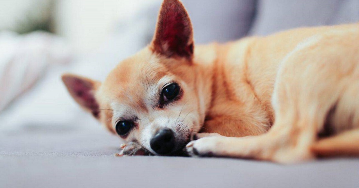 Cane non si fa toccare le zampe: ecco perché può succedere e cosa fare