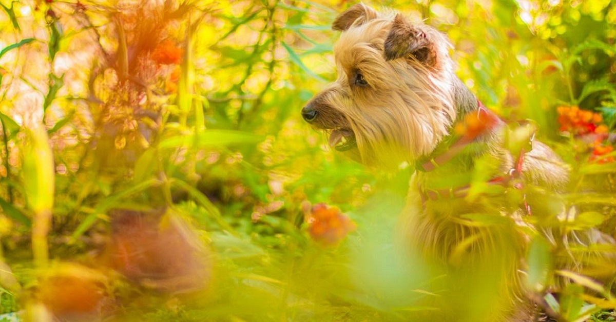 Cane non smette di mangiare le piante: come impedirgli di farlo