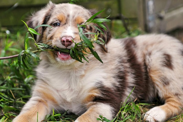 cane mangia pianta