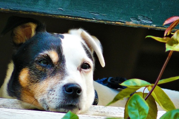 cane e pianta