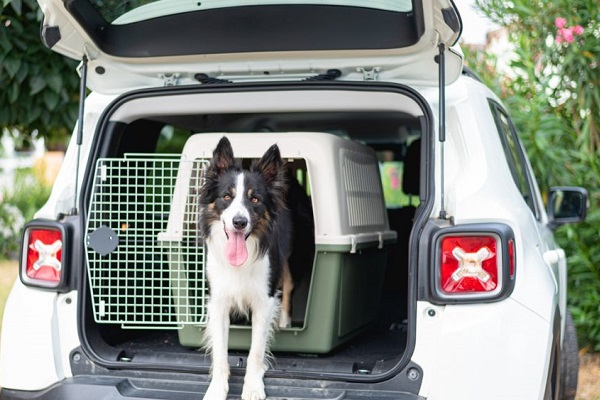 cane trasportino e portabagagli