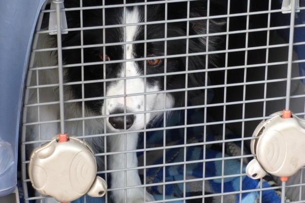 cane dentro il trasportino