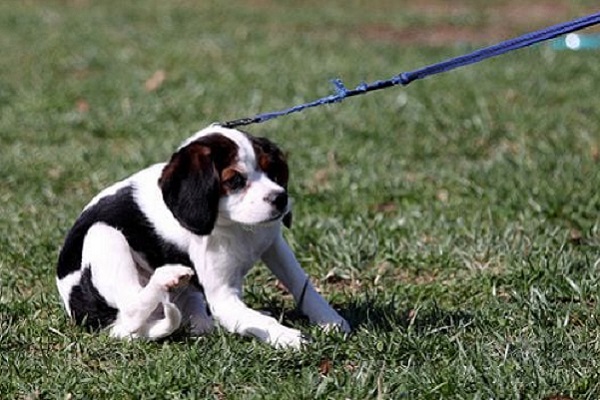 cucciolo di cane che protesta