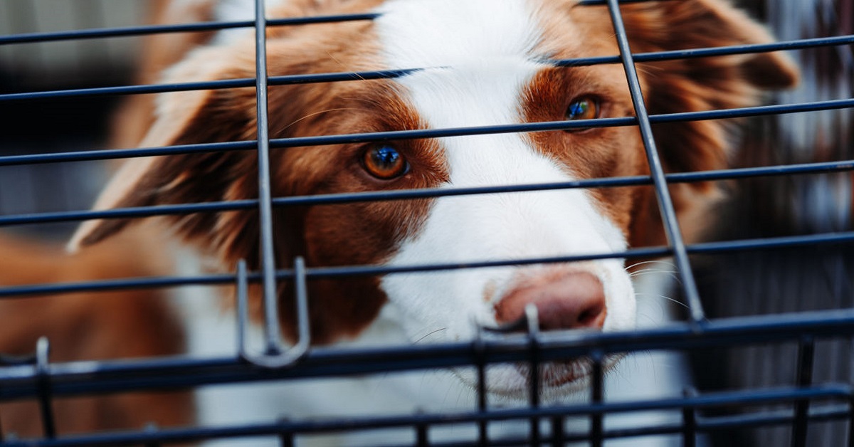 Cane non vuole entrare nel trasportino: come fare per convincerlo, senza traumi