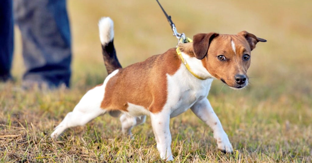 Il cane non vuole rientrare a casa: perché succede e come tranquillizzarlo