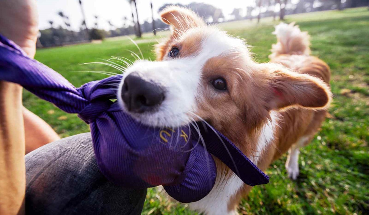 giochi per cani al parco