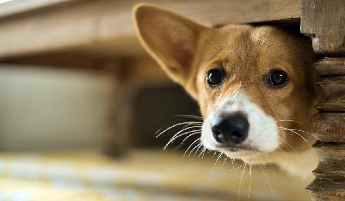 cane si nasconde perché ha paura