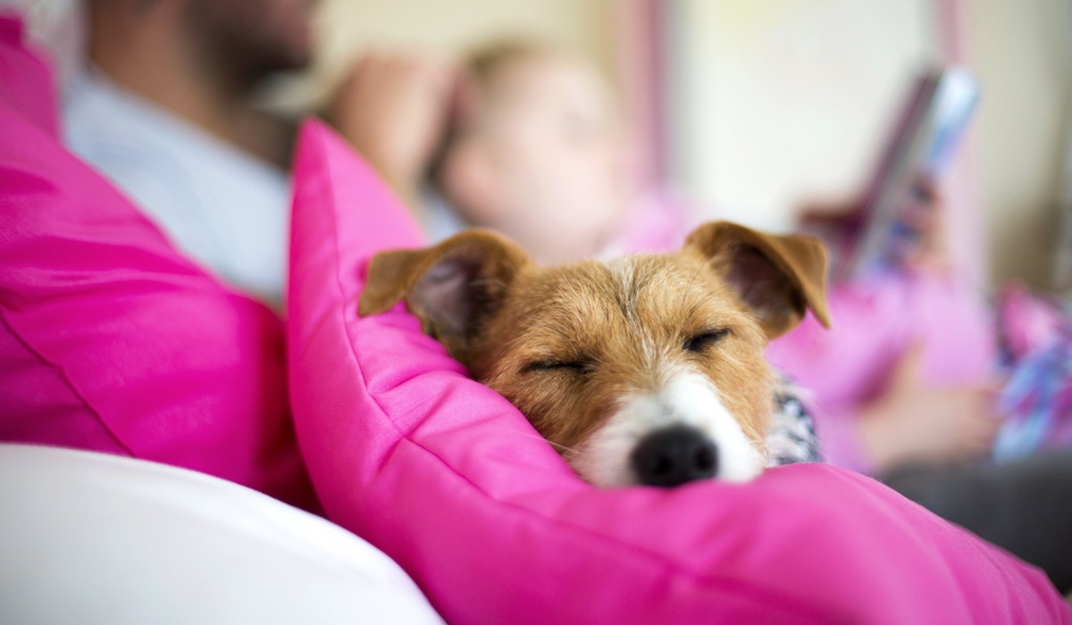 cane che dorme sul divano