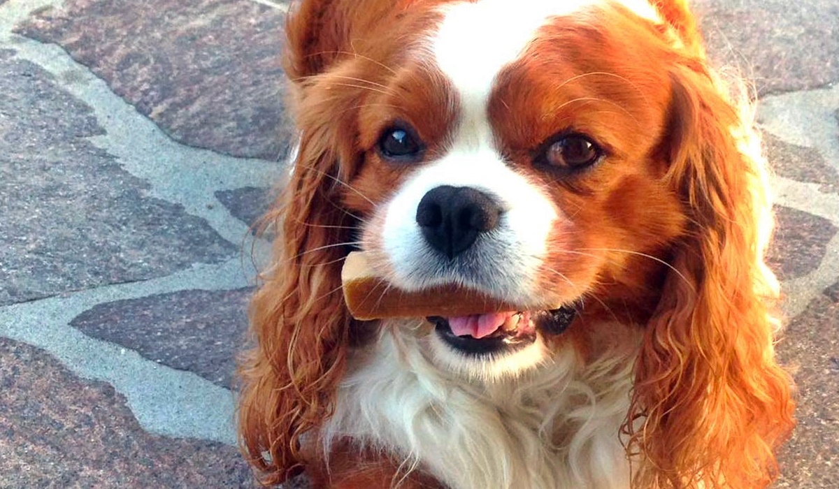 snack per cani di taglia piccola