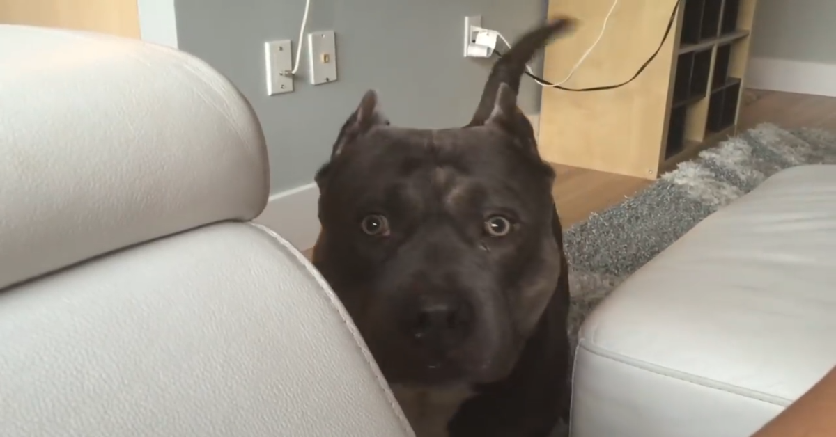 Cane parla con la padrona in un modo molto dolce (VIDEO)