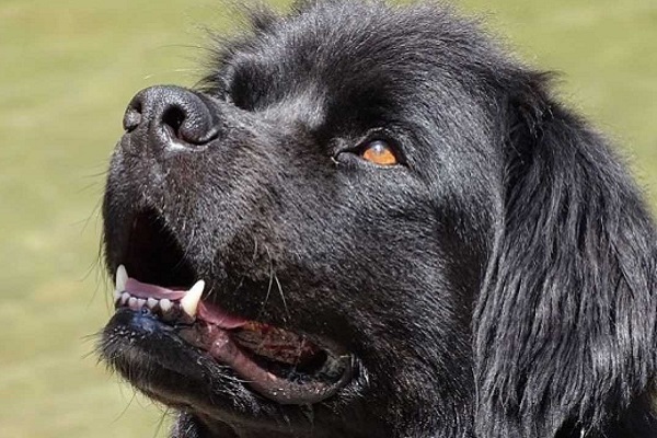 cane che guarda all'insù