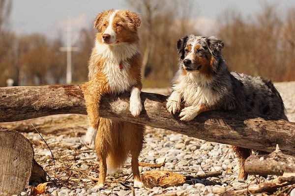 cani che si godono una giornata all'aperto