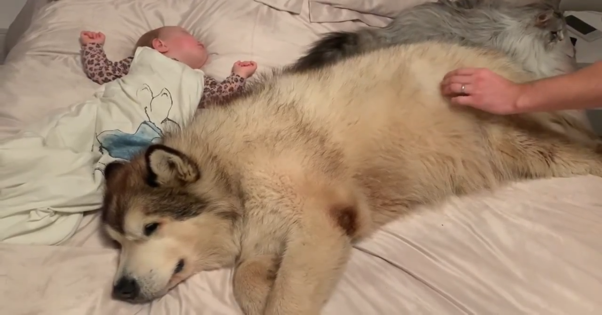 Il cane protegge il bambino insieme al gatto (VIDEO)