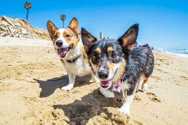 due corgi al mare