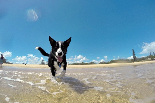 cane bianco e nero in spiaggia