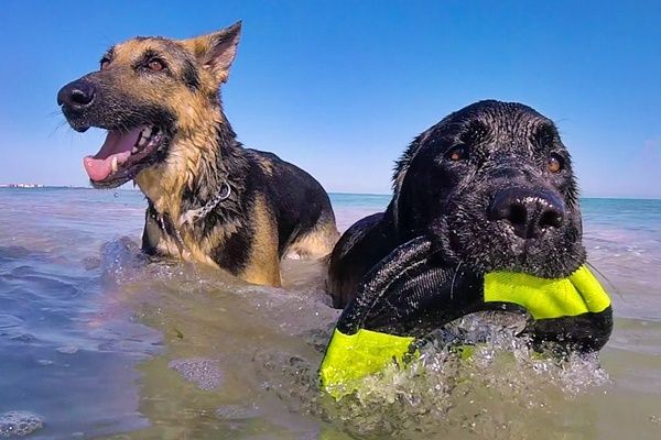 cani che giocano in acqua