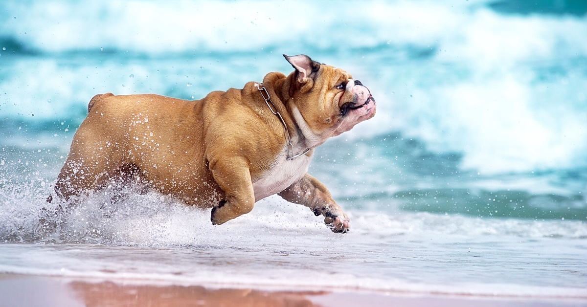 Cane può fare il bagno dopo mangiato? Ecco che cosa bisogna sapere