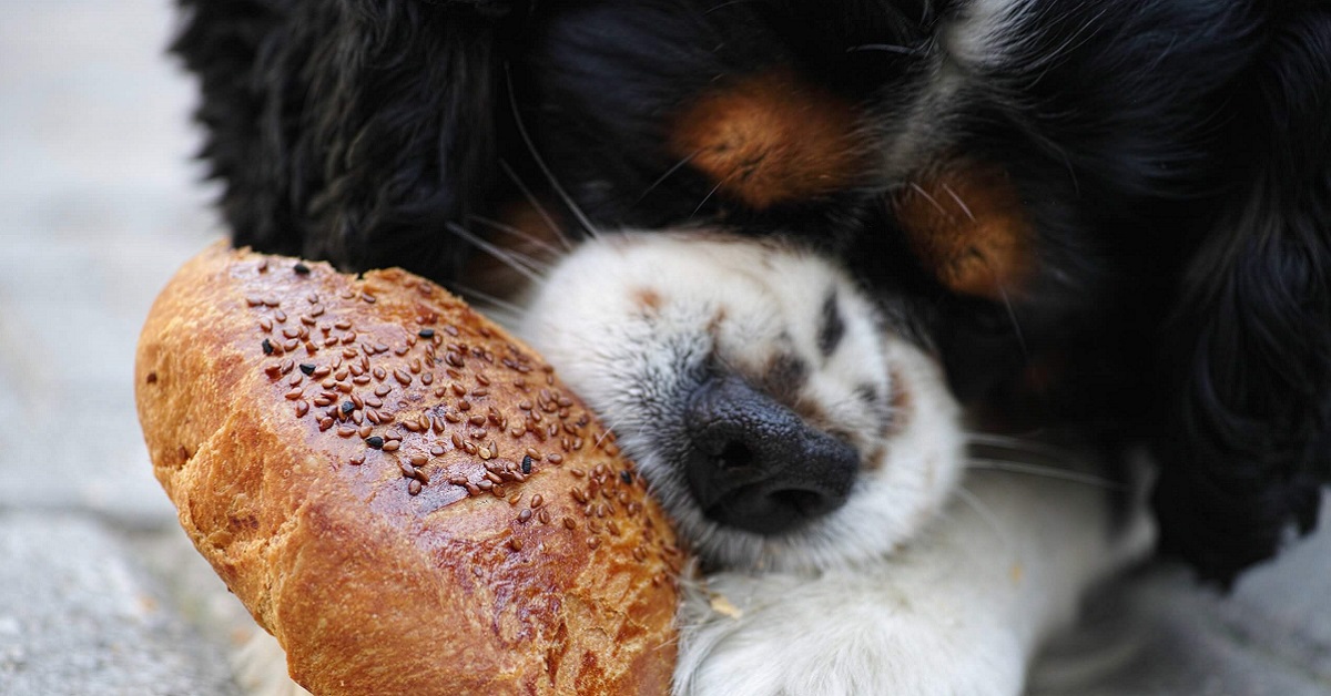 cane mangia panino