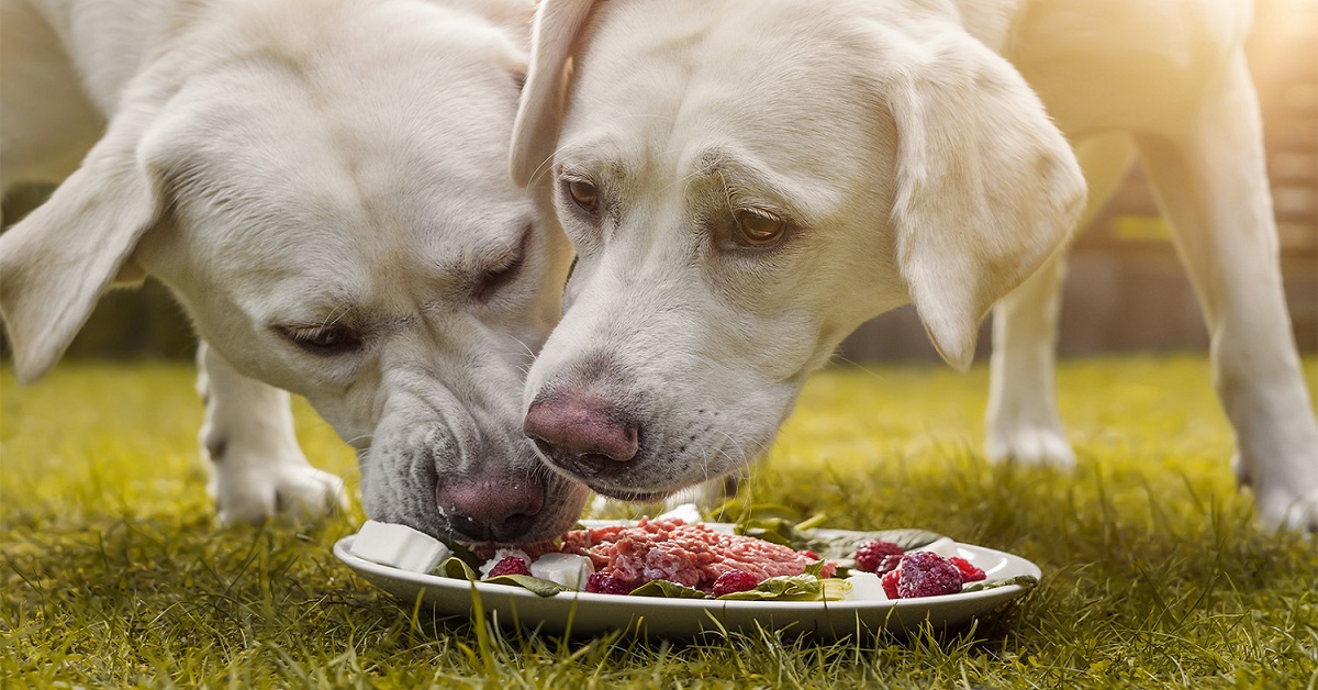 cani mangiano carne cruda