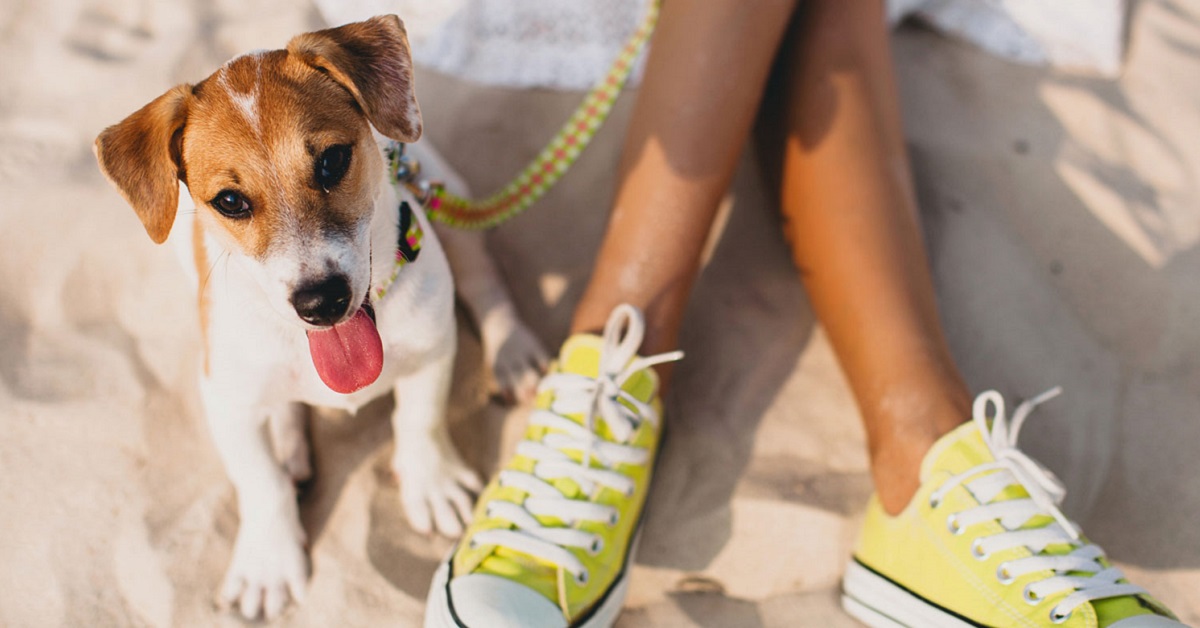 Cane ruba sempre le scarpe da tennis: che cosa si può fare per evitarlo?