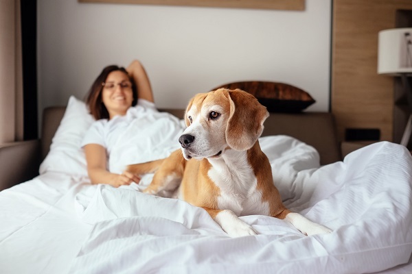 cane ai piedi del letto