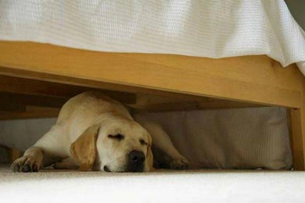 cane sotto il letto