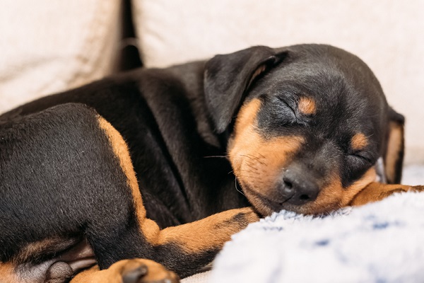 cucciolo di cane dorme sul divano