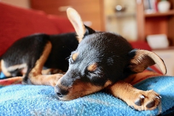 cane di piccola taglia che dorme