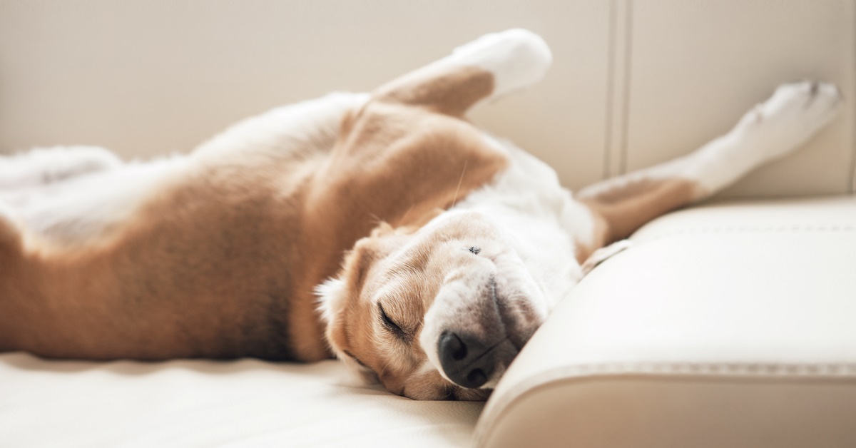 Cane sonnambulo, esiste? Come capirlo e cosa si può fare in questi casi