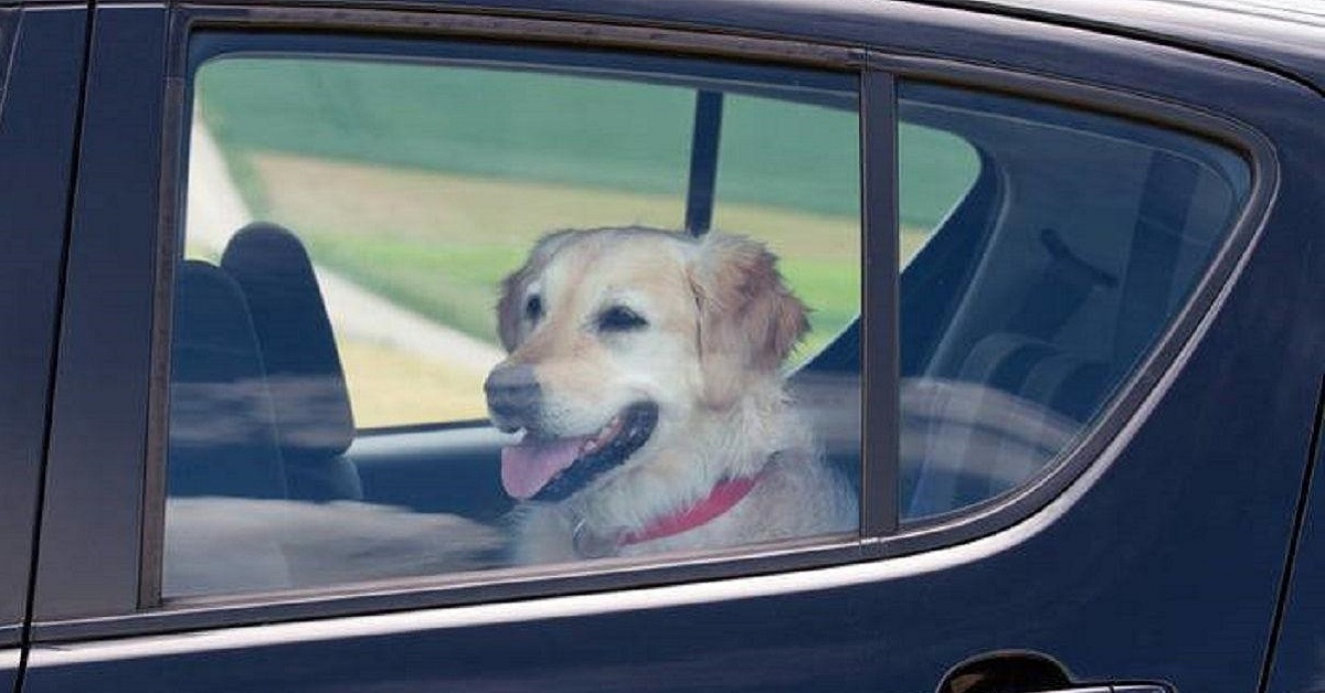 cane sul sedile posteriore dell'auto