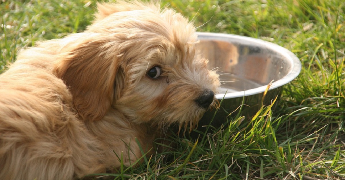 cane vicino alla sua ciotola