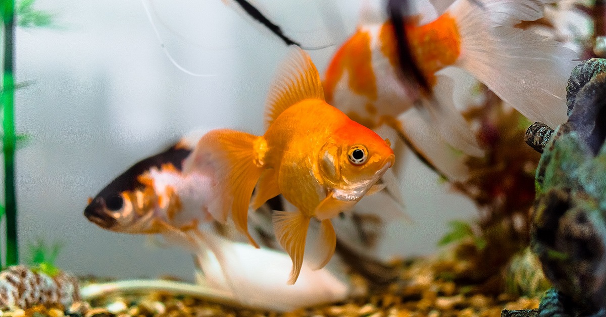 pesci in acquario presi di mira da cane