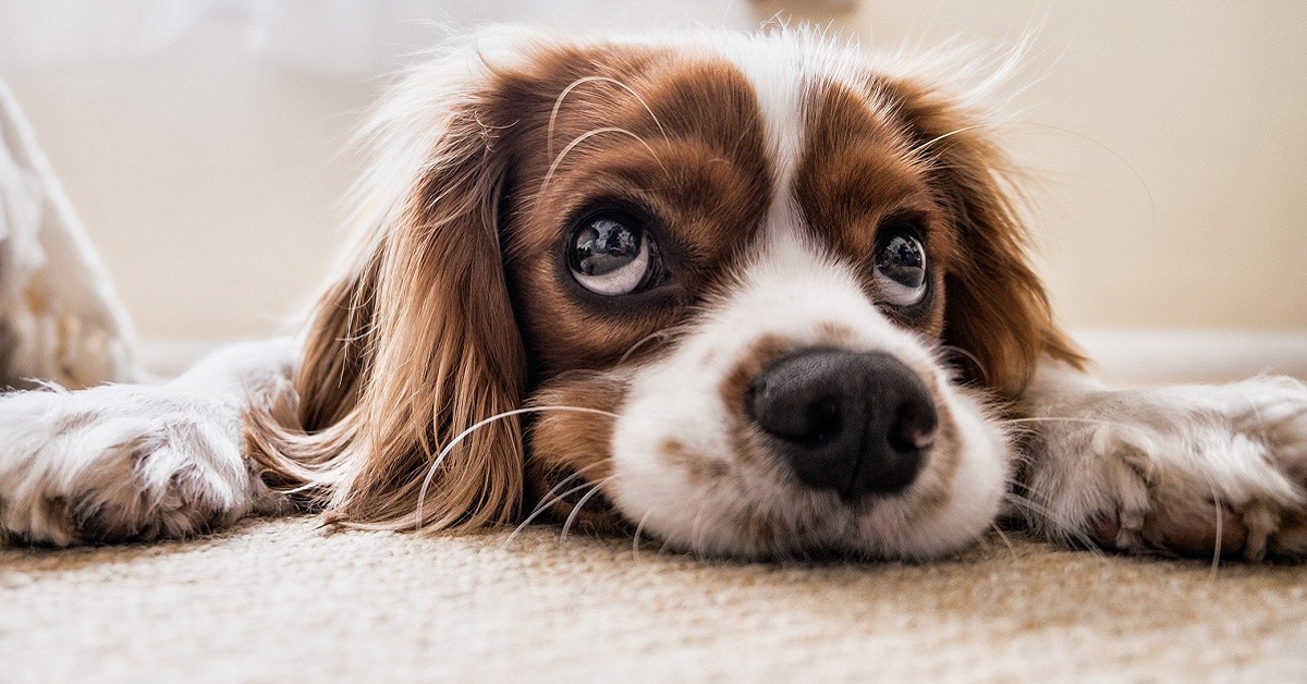 cane guarda in alto