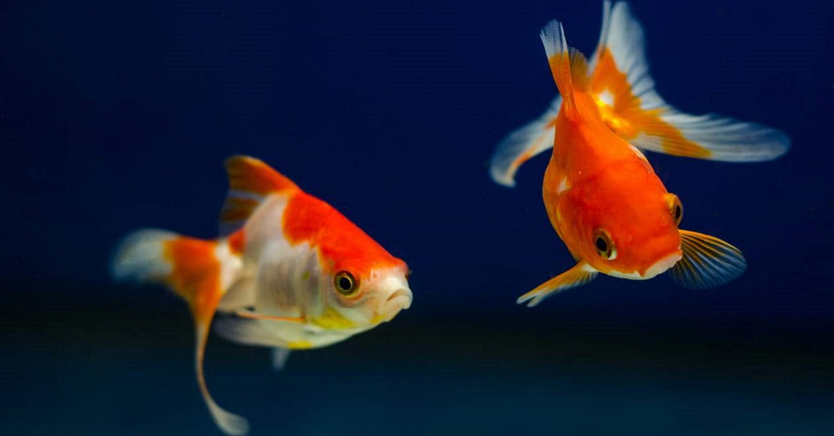 Il cane vuole acchiappare il pesce rosso: come insegnargli a non provarci?