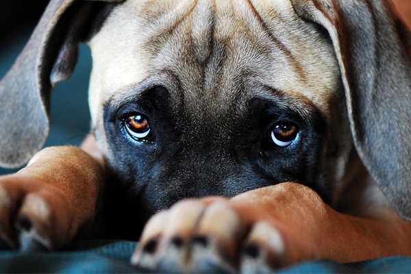 cane si sente in colpa