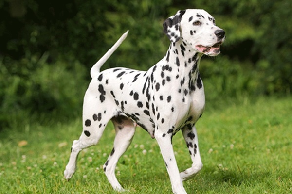 dalmata che corre sul prato