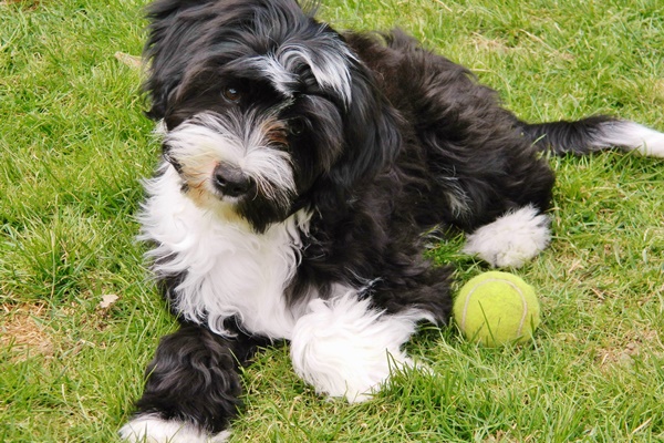 tibetan terrier