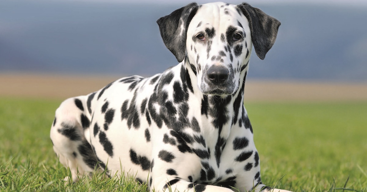 Cani bianchi e neri: tutte le più belle razze di cani bicolori
