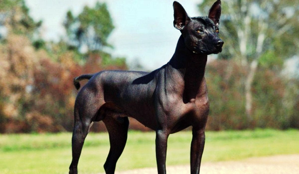 xoloitzcuintle o cane nudo messicano