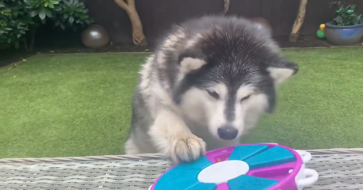 Due splendidi cani giocano con un giocattolo davvero molto carino (VIDEO)