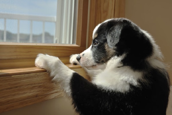 cane aspetta alla finestra