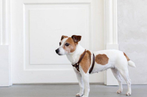 cane davanti a porta chiusa