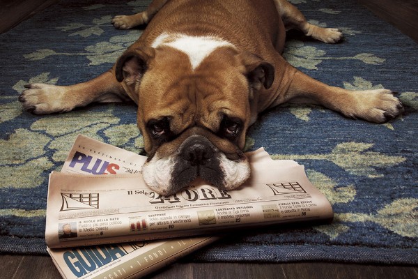 cane sconsolato sui giornali