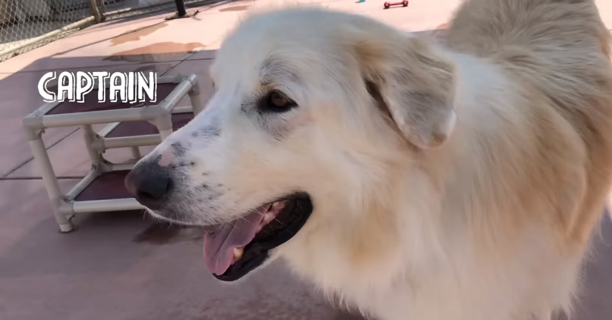 Captain, il cane di 52 kg finalmente trova casa (VIDEO)