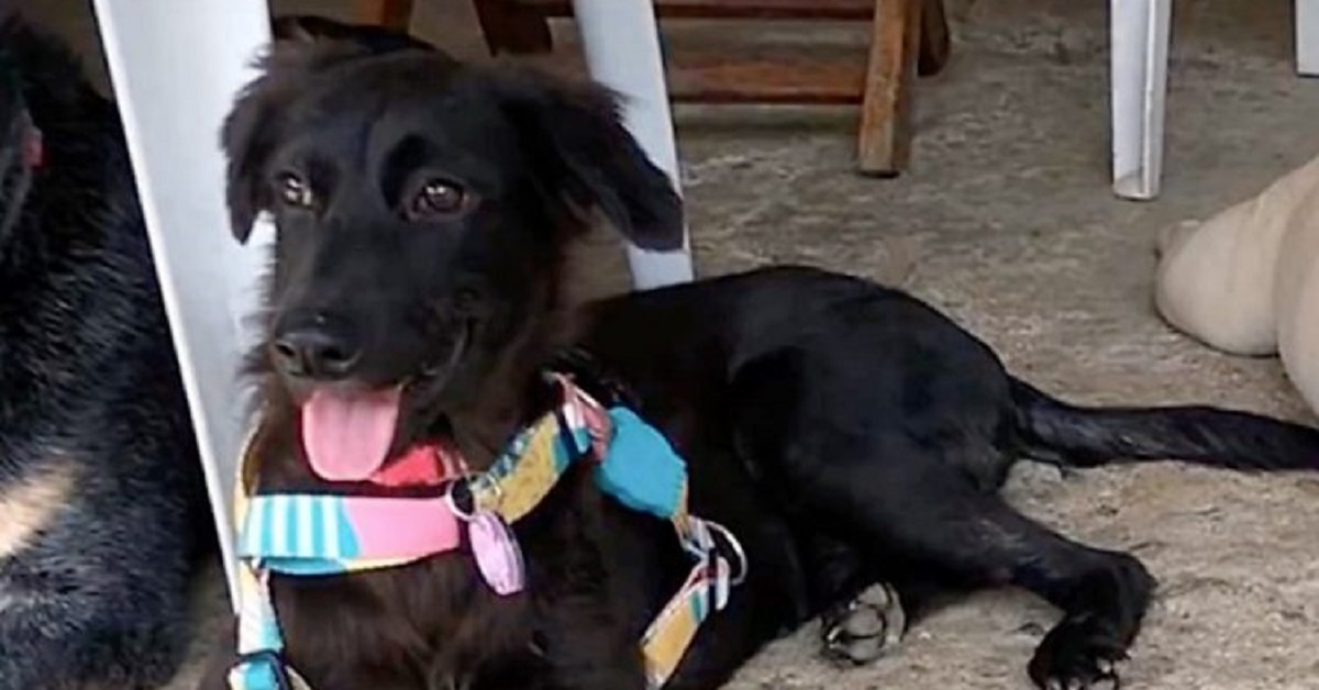 Carbonella, il cane salvato da un cassonetto dell’immondizia (VIDEO)