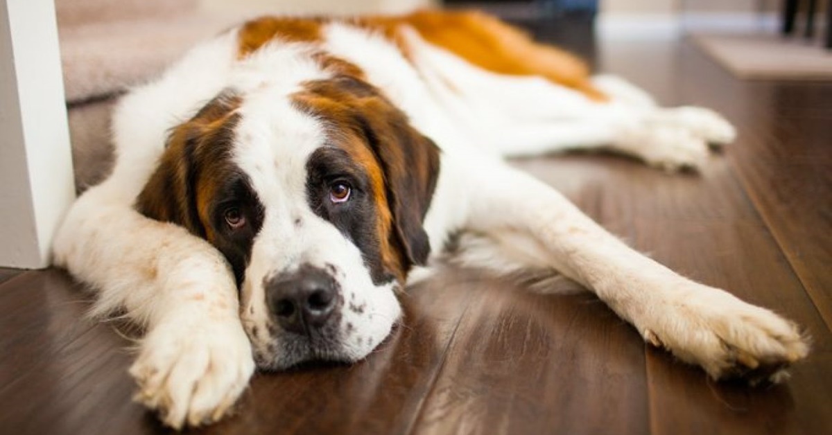 Carenze nutrizionali del cane: come individuarle e come riuscire a rimediare