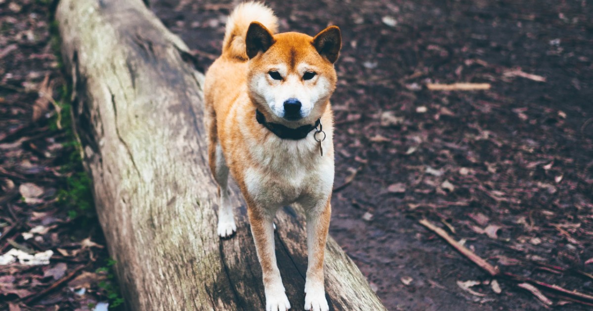 cuccioli di shiba inu come pulirli